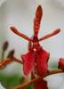 Renanthera storiei x Rhy. Bangkok Sunset